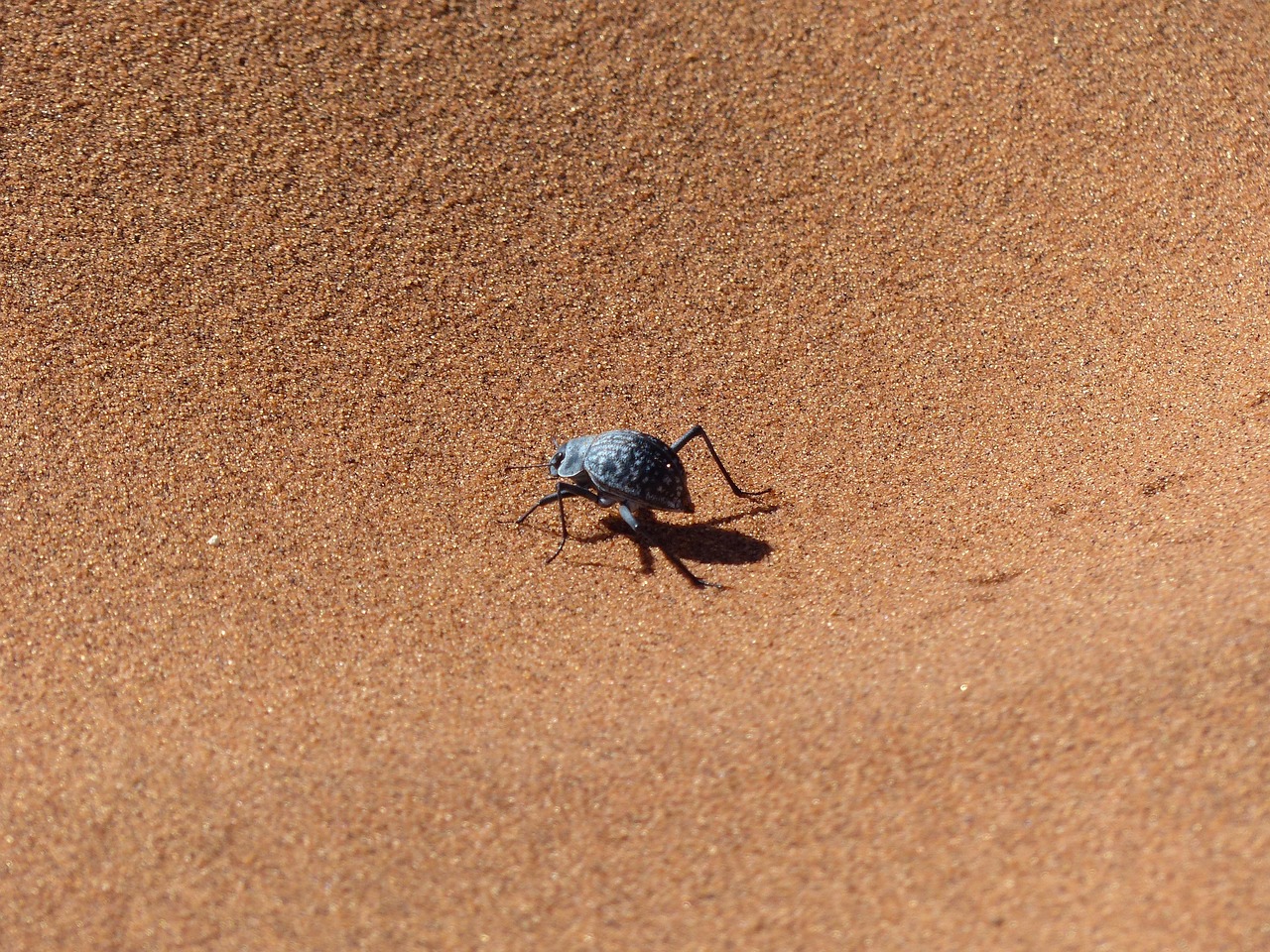 Water Conservation Masters (image credits: pixabay)