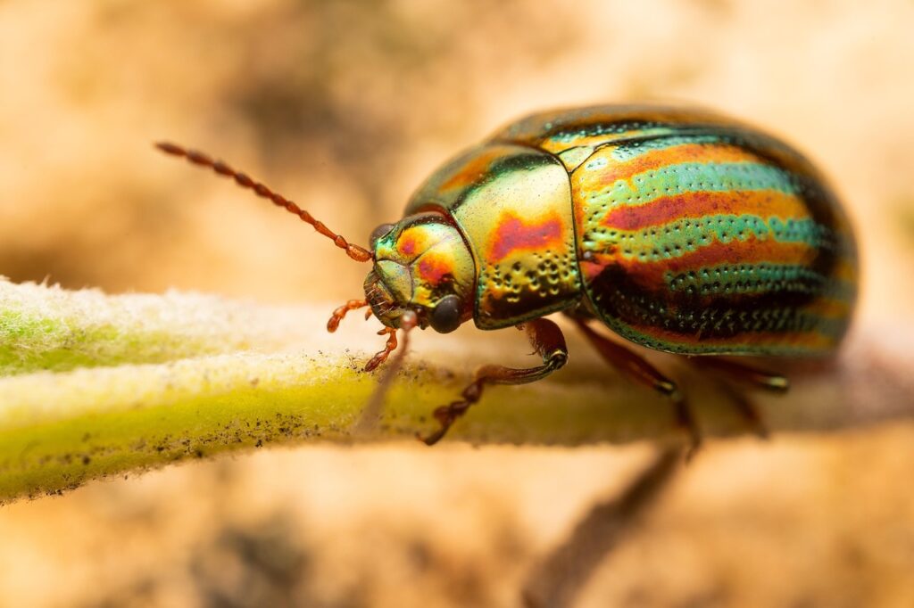 How Fire-Resistant Bugs Survive Wildfires by Playing Dead Underground
