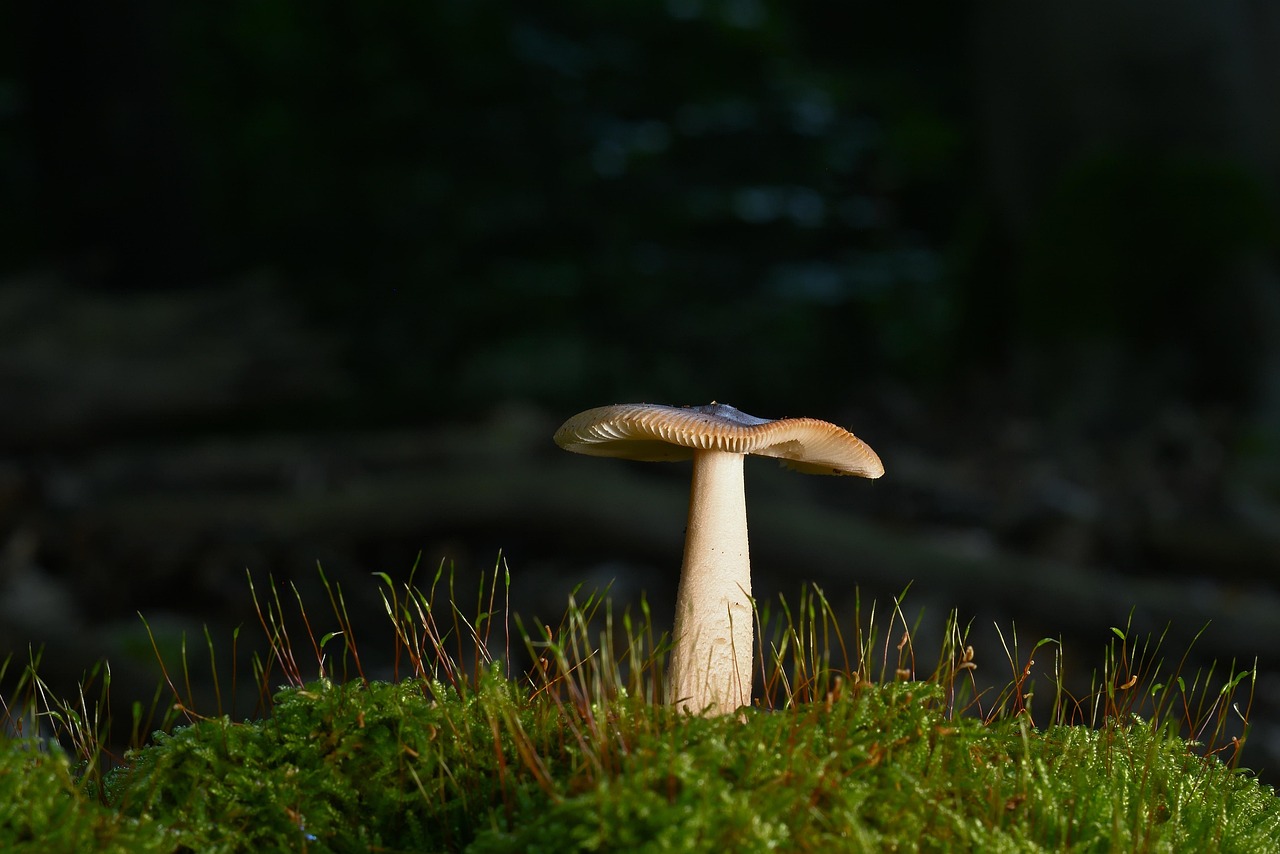 The Fungus Farming Innovation: Agricultural Architects (image credits: pixabay)