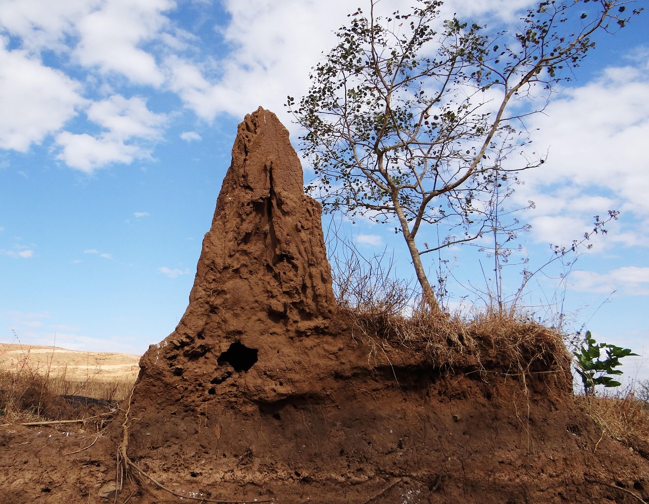 The Future of Termite-Inspired Architecture (image credits: pixabay)