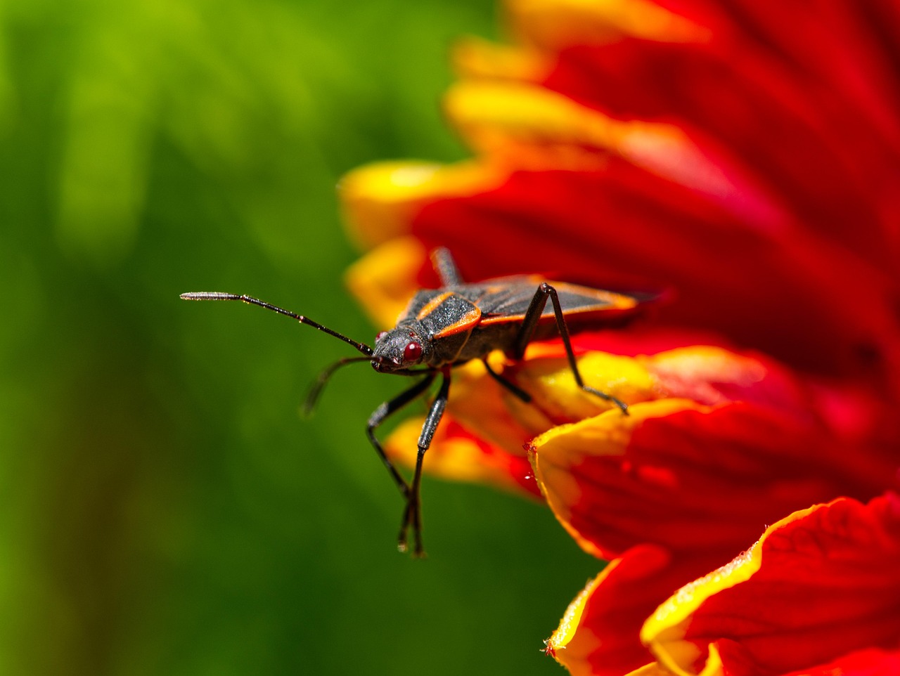 The Great Autumn Invasion Begins (image credits: pixabay)