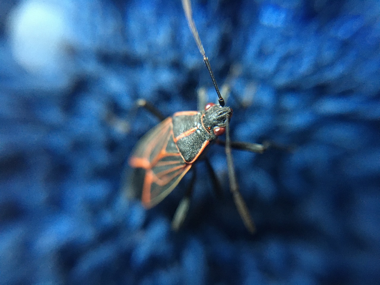 Why the Midwest Becomes Bug Central (image credits: pixabay)