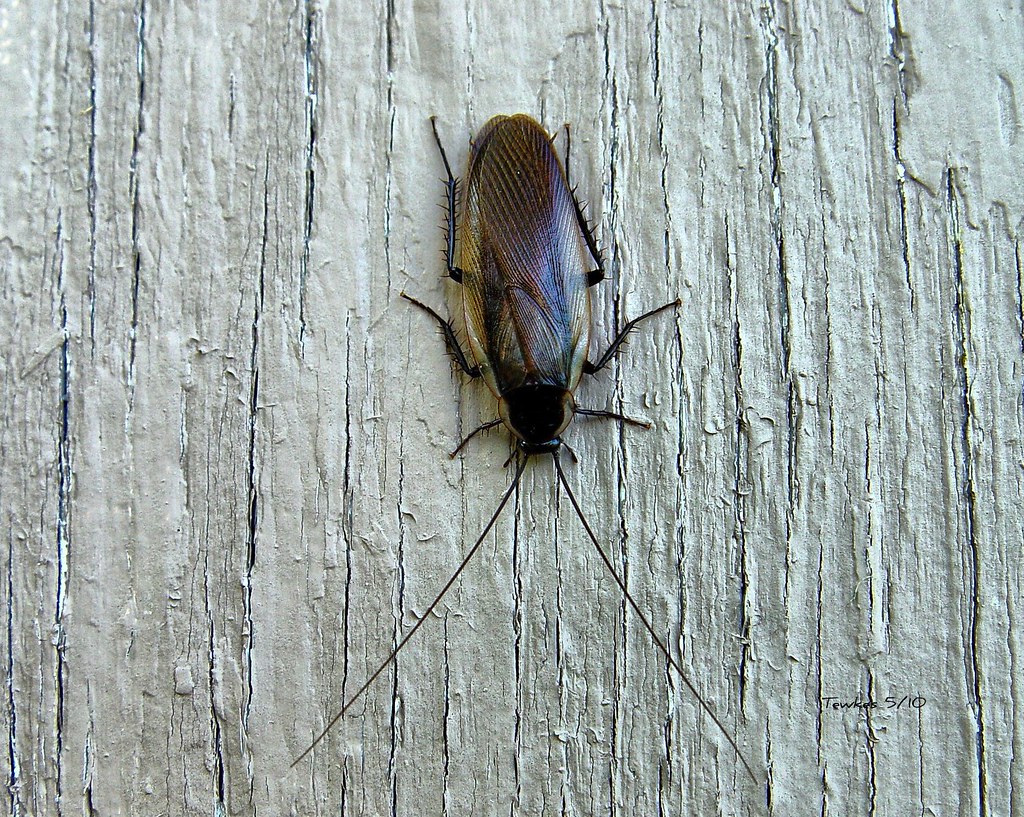 How Fast Can a Roach Infestation Spread? Faster Than You Think