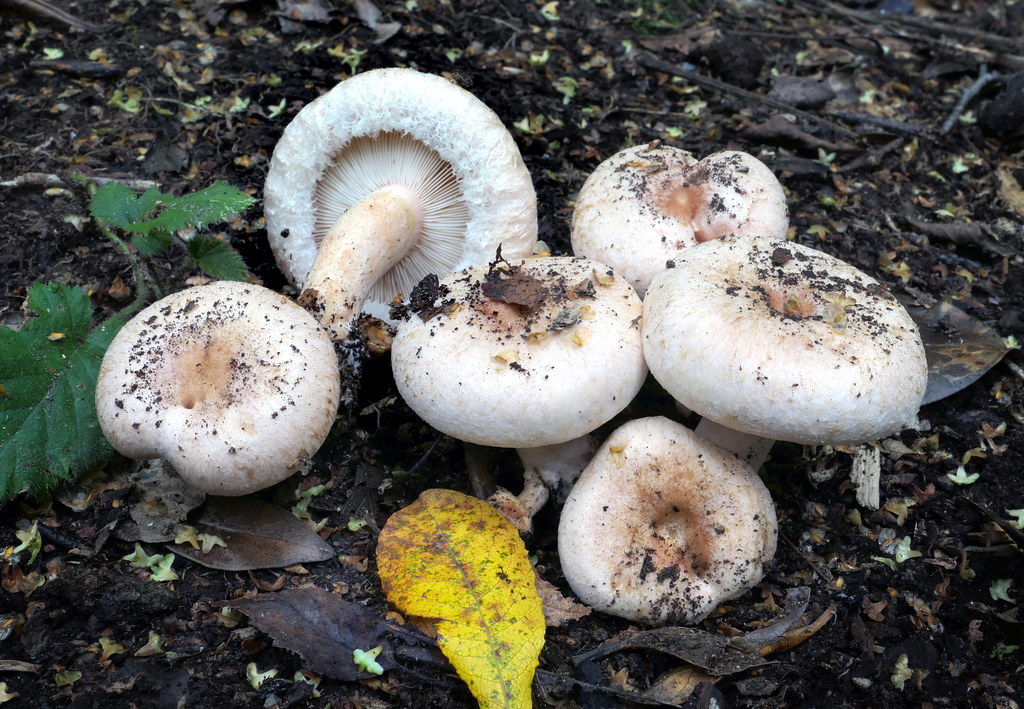 Fungal Networks: The Internet of the Plant World (image credits: flickr)