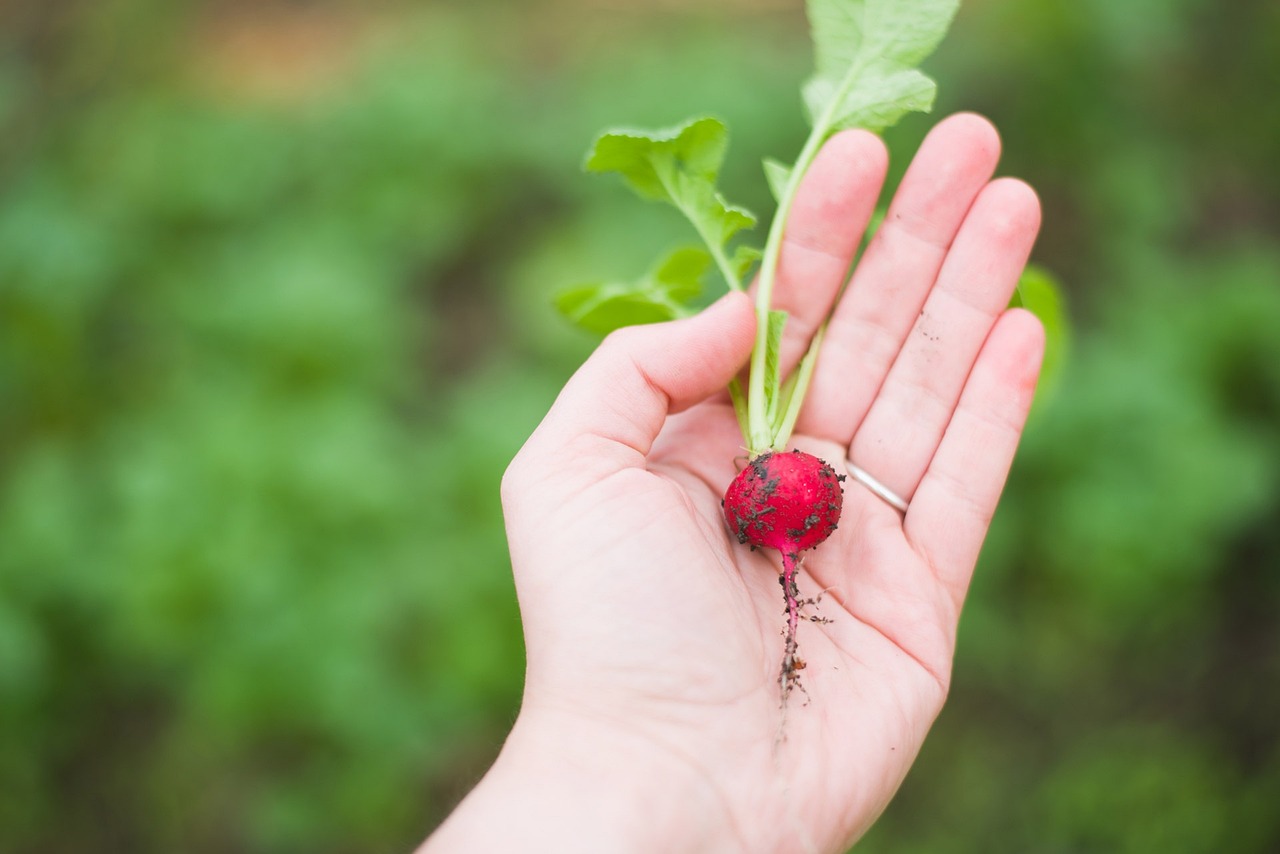 The Soil Food Web: A Complex Dining Network (image credits: pixabay)