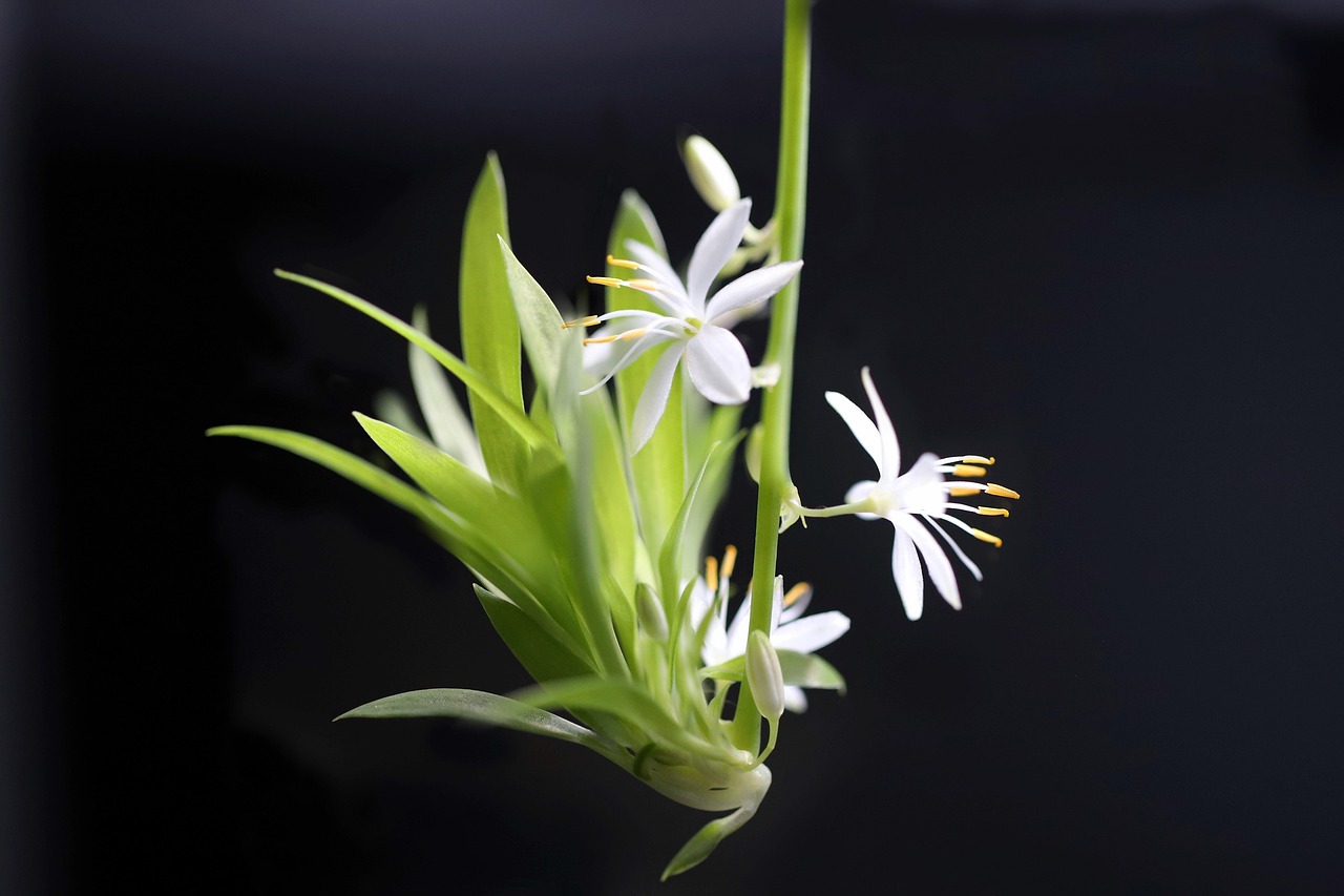 Seasonal Adaptations: How Indoor Ecosystems Adjust (image credits: pixabay)