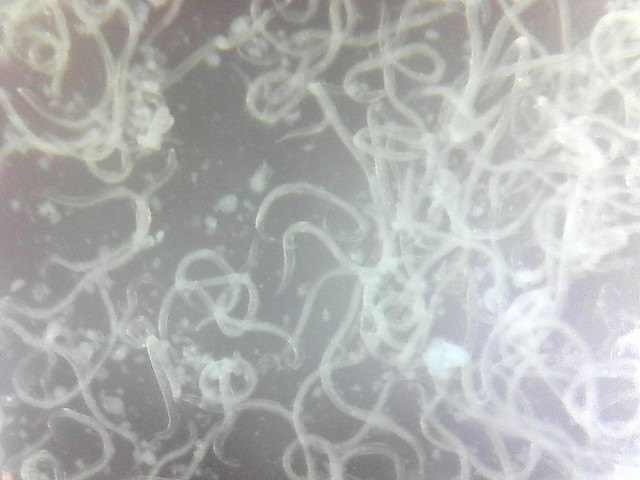 The Role of Beneficial Nematodes in Plant Health (image credits: flickr)