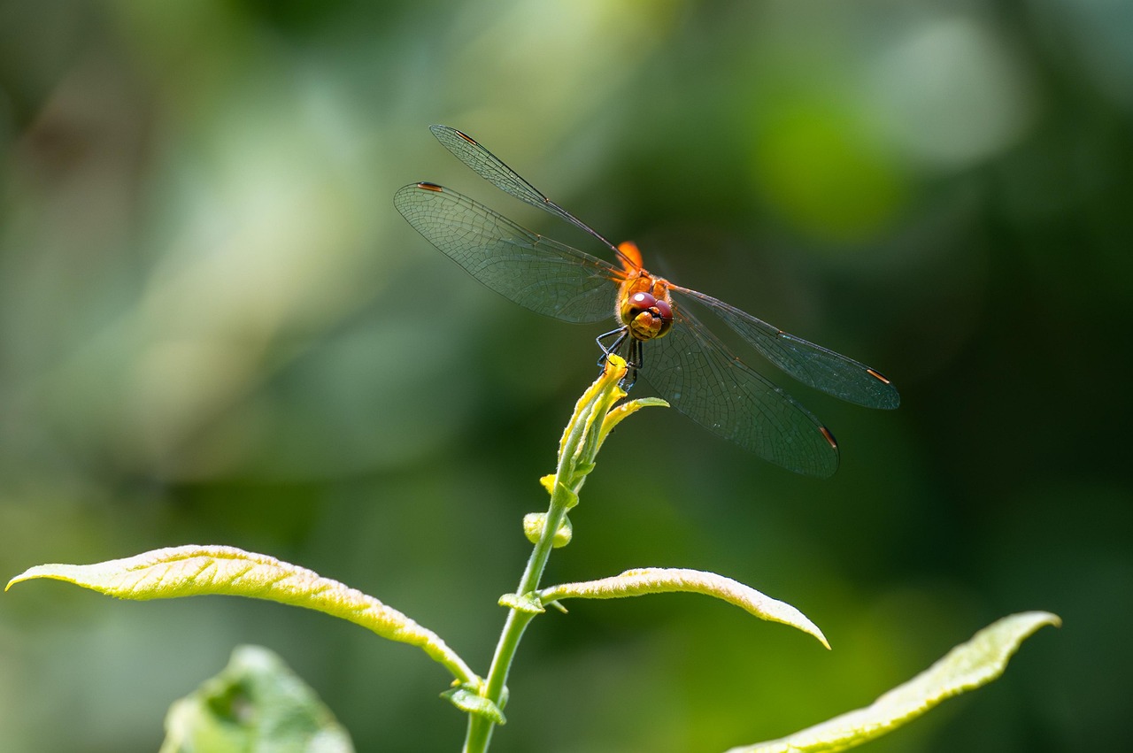 Creating Harmony: How to Support Your Plant's Ecosystem (image credits: pixabay)