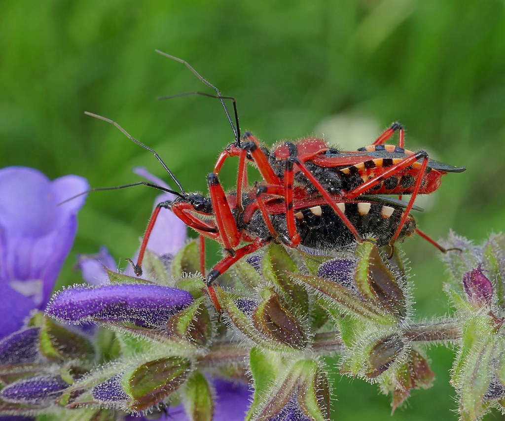 Garden Guardians in Action (image credits: flickr)