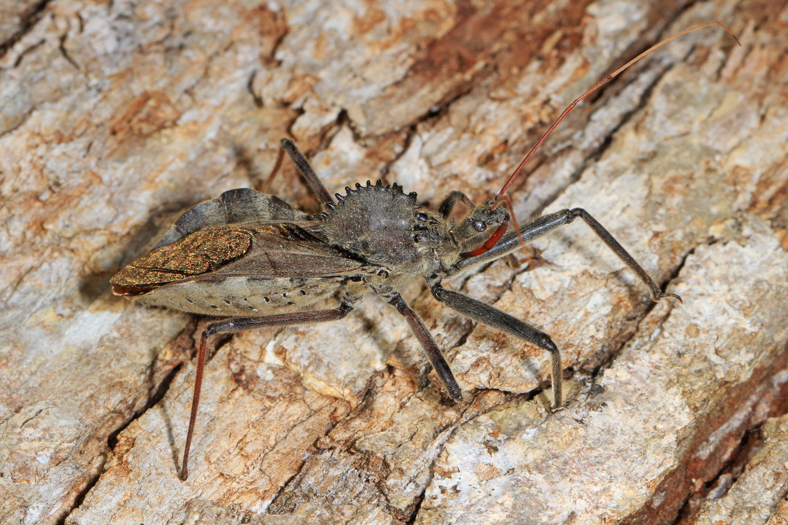 The Wheel Bug: Nature's Spikiest Assassin (image credits: wikimedia)