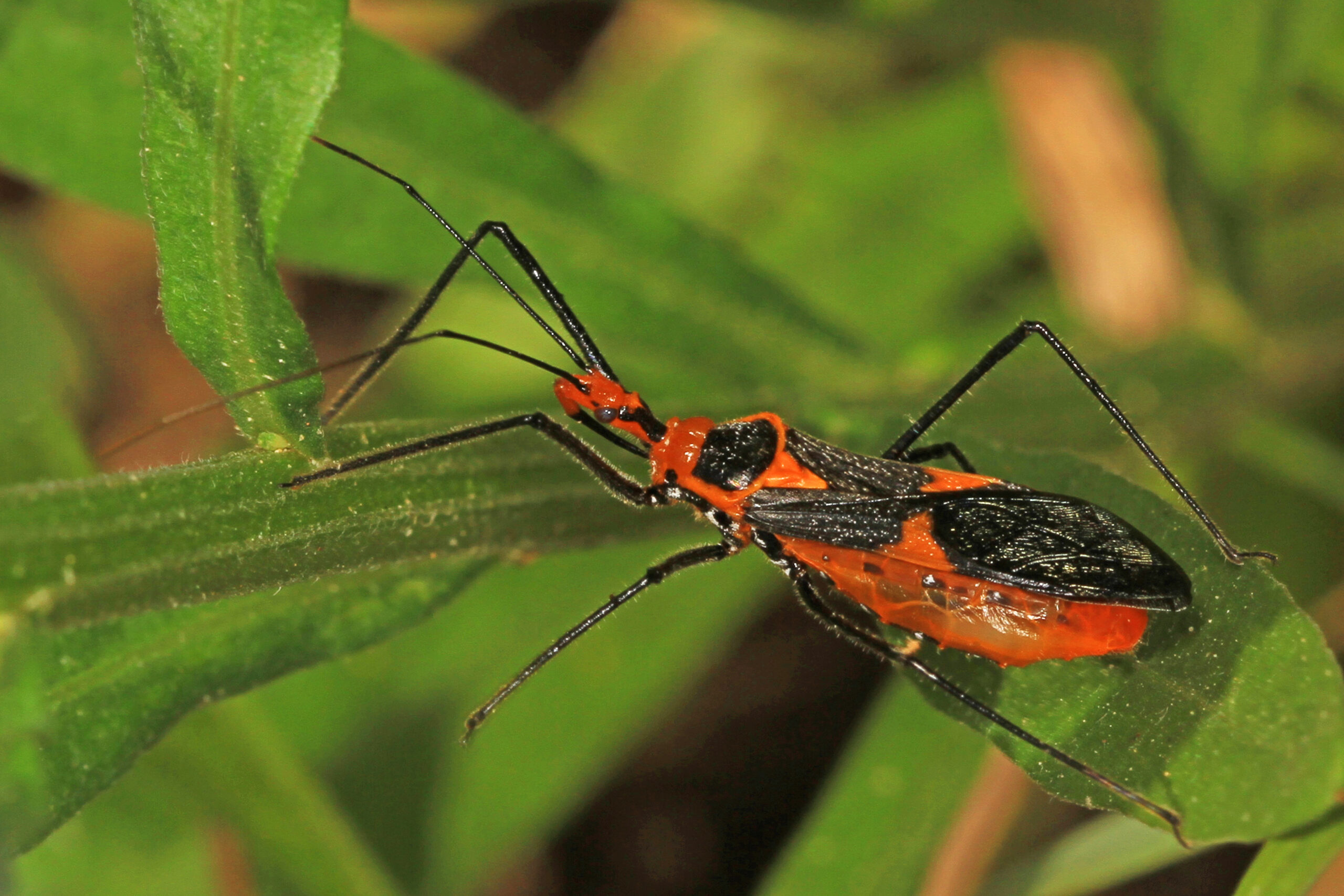 Milkweed Assassins: Specialists in Toxic Prey (image credits: wikimedia)