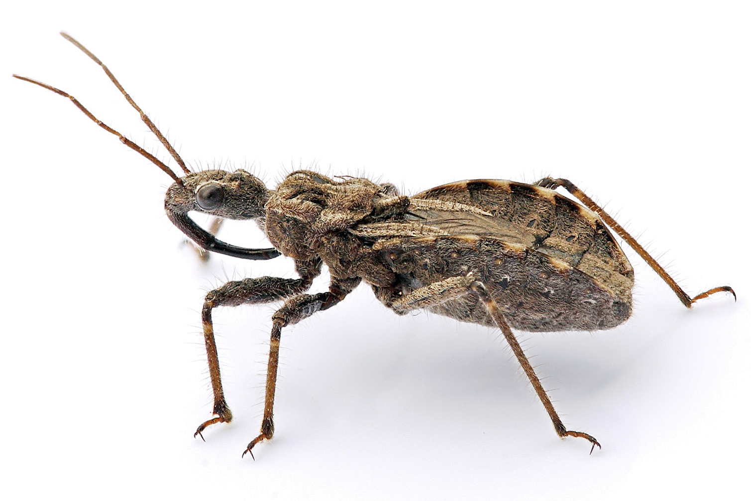 Beyond the Garden: Ecosystem Engineers (image credits: wikimedia)