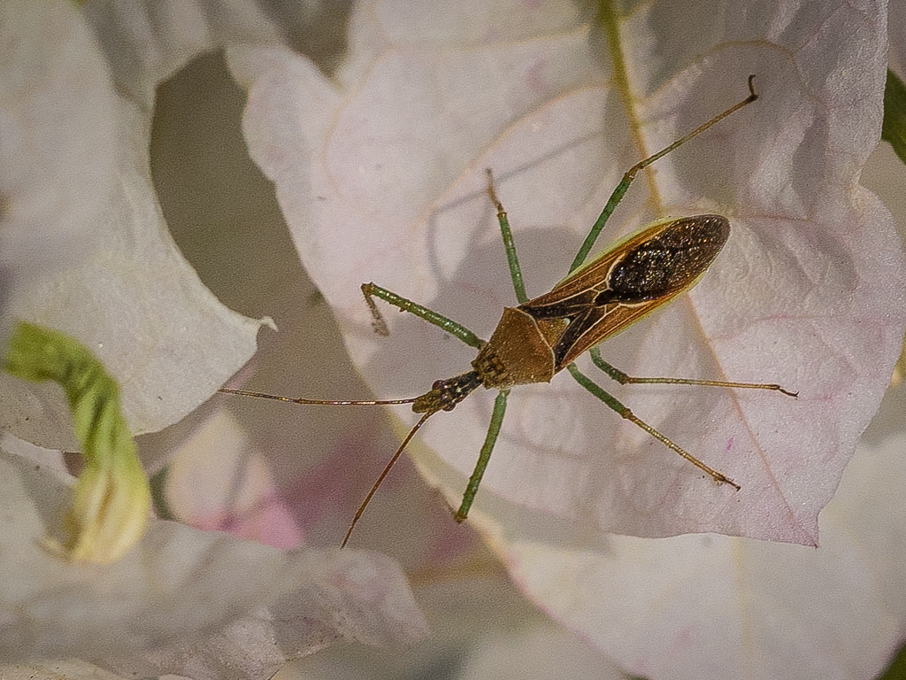 The Future of Biological Pest Control (image credits: flickr)