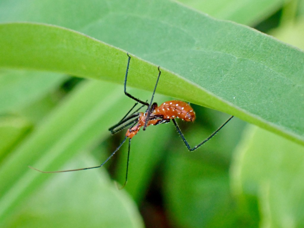 Recognizing Your Garden's Tiny Bodyguards (image credits: flickr)