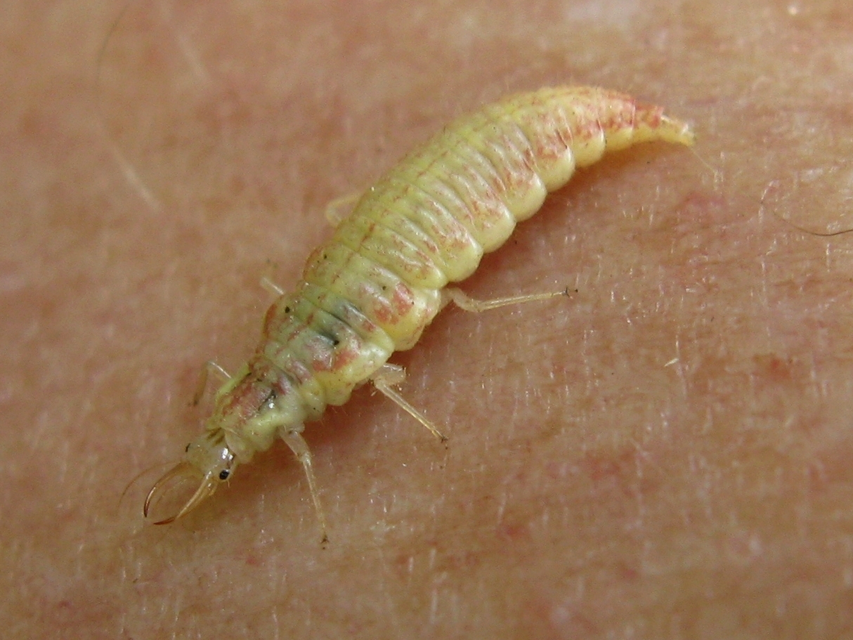 Green Lacewing - The Gentle Giant with a Fierce Appetite (image credits: wikimedia)