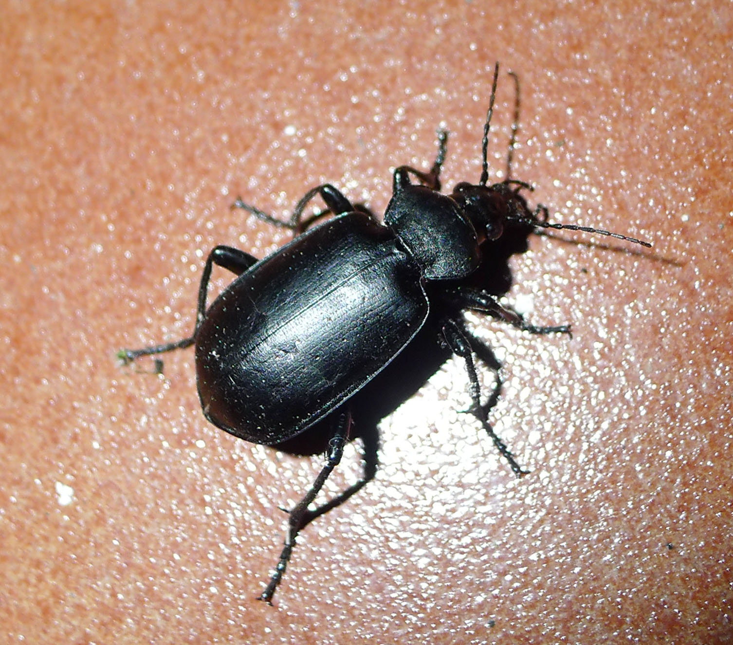 Ground Beetles - The Nocturnal Cleanup Crew (image credits: wikimedia)