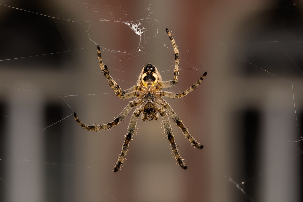 Spiders - The Web-Weaving Pest Trappers (image credits: flickr)
