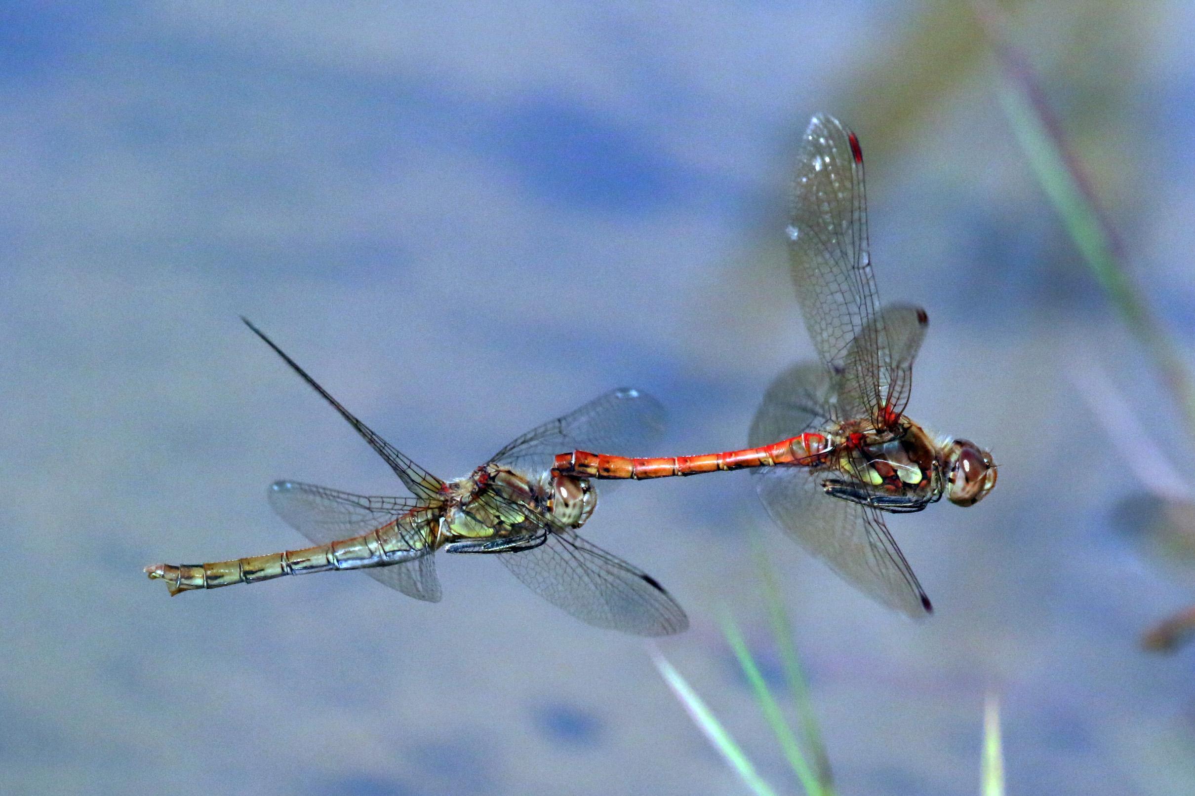 Dragonflies - The Aerial Ace Interceptors (image credits: wikimedia)