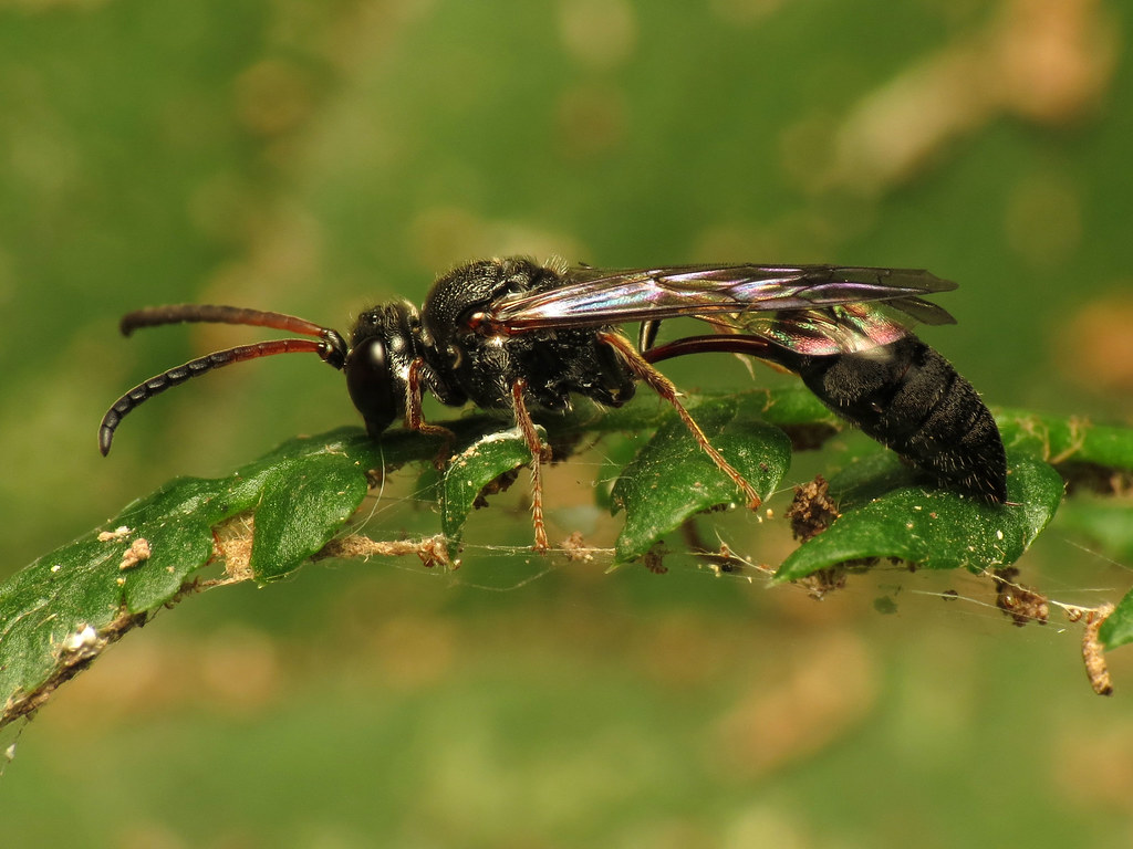 Parasitic Wasps - The Stealth Specialists (image credits: flickr)