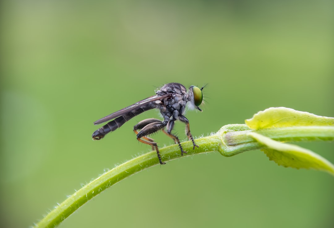 Robber Flies - The Aerial Pirates (image credits: unsplash)