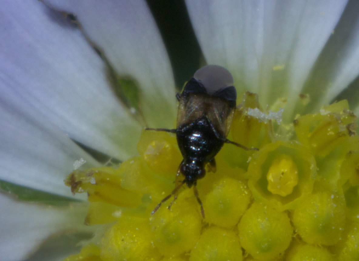 Minute Pirate Bugs - Small Size, Big Impact (image credits: By xpda, CC BY-SA 4.0, https://commons.wikimedia.org/w/index.php?curid=67698704)
