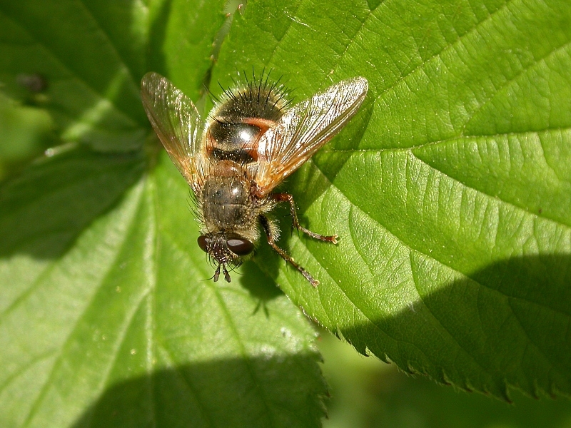 Tachinid Flies - The Parasitic Powerhouses (image credits: wikimedia)