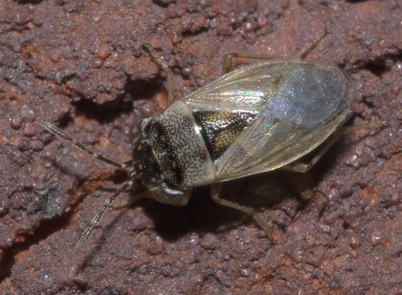Big-Eyed Bugs - The Vigilant Guardians (image credits: wikimedia)