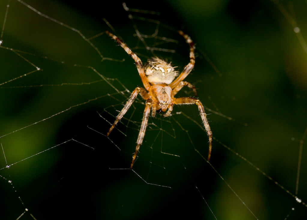 Why Spiders Usually Won't Bite You (image credits: flickr)