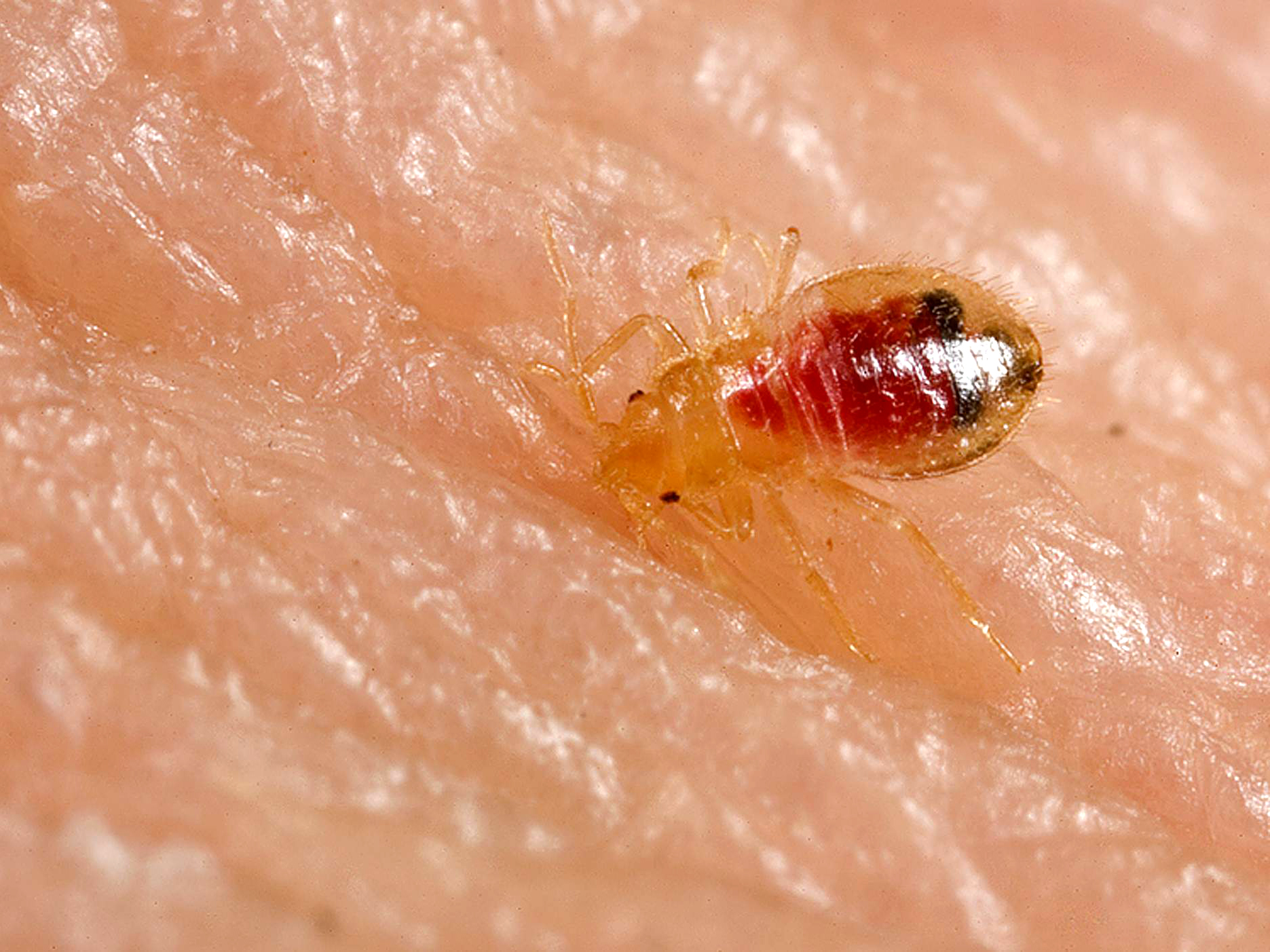 Bed Bugs: The Silent Nighttime Attackers (image credits: wikimedia)
