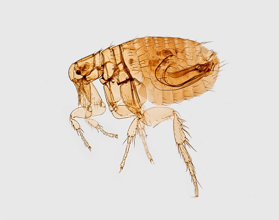Fleas: Not Just a Pet Problem (image credits: unsplash)