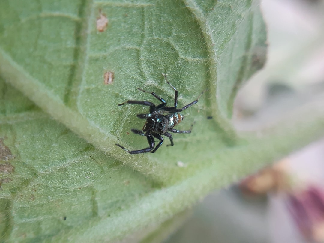 When Spiders Actually Do Bite (image credits: unsplash)