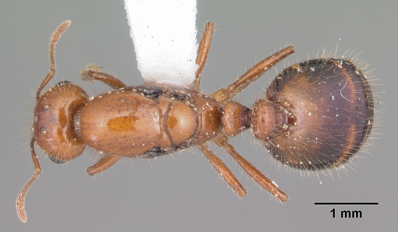 The Kitchen: Fire Ant Paradise (image credits: By April Nobile, CC BY 4.0, https://commons.wikimedia.org/w/index.php?curid=8110211)