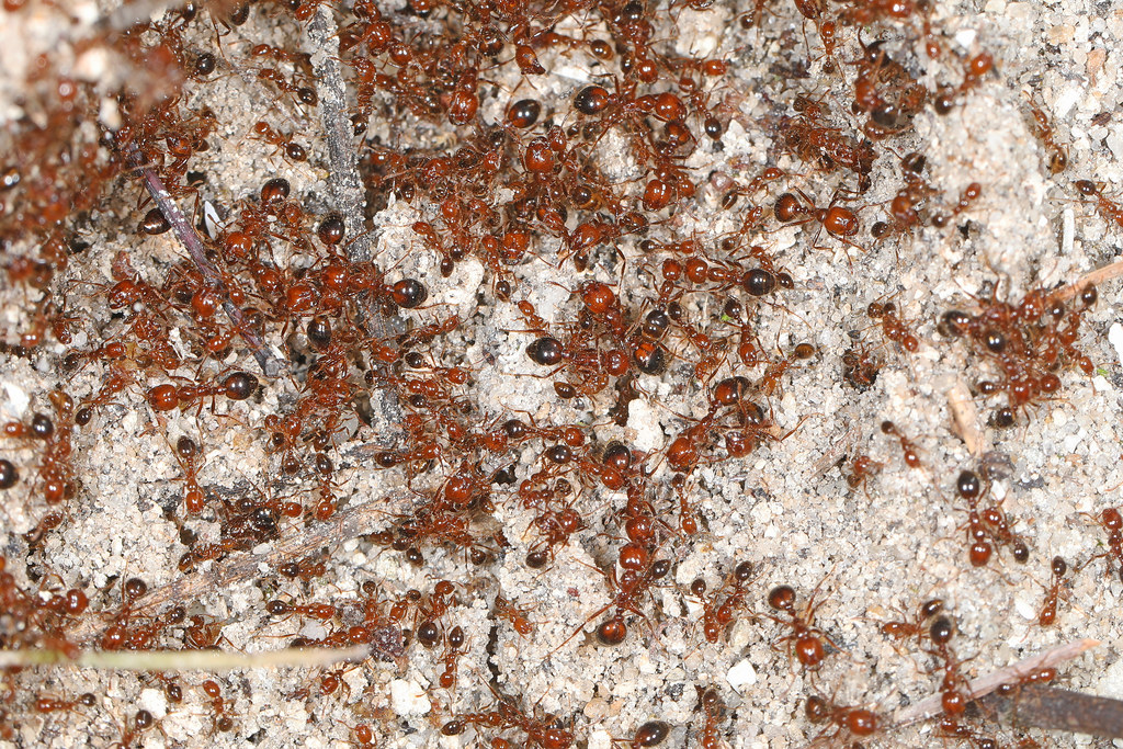 The Painful Reality of Indoor Fire Ant Encounters (image credits: flickr)