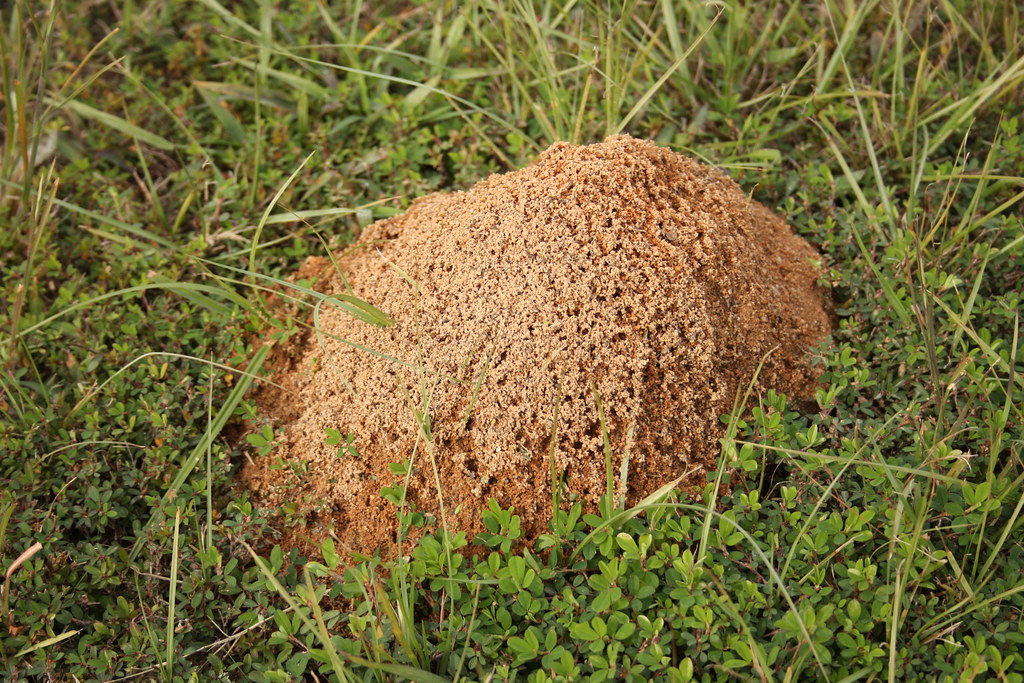 Fire Ant Damage Beyond the Sting (image credits: flickr)