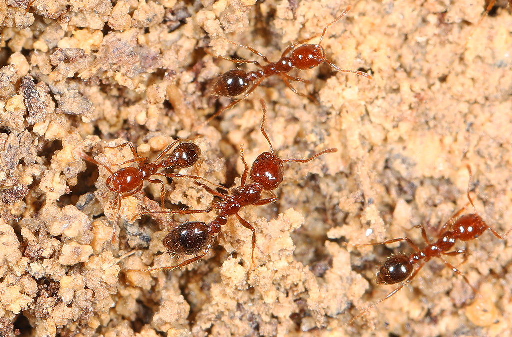 The Seasonal Patterns of Indoor Invasion (image credits: flickr)