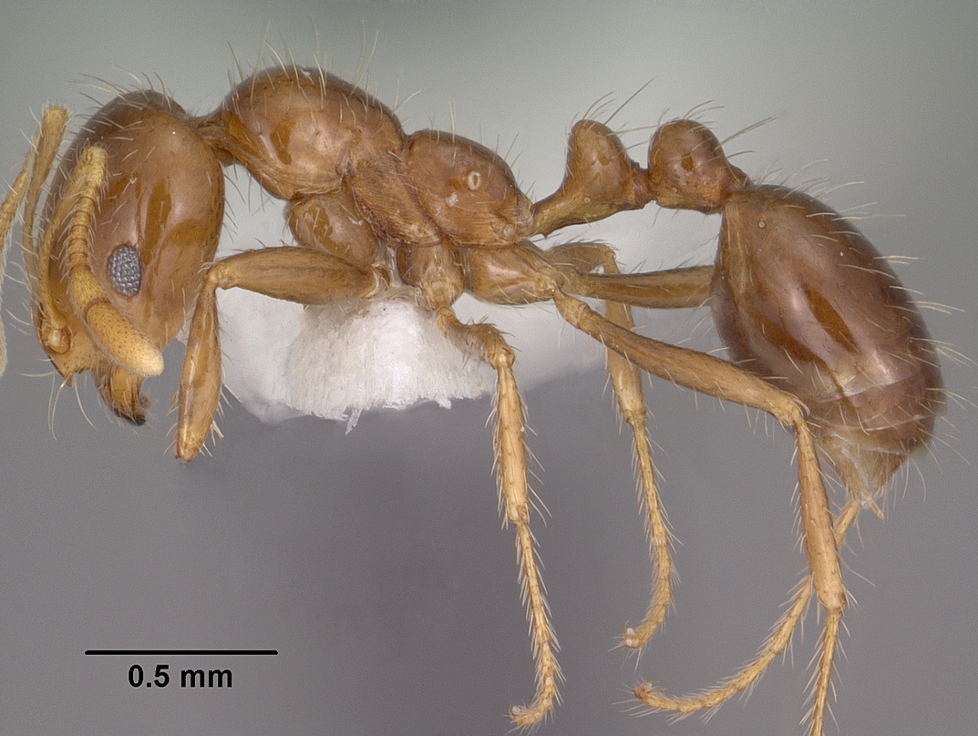 Professional vs. DIY Fire Ant Control (image credits: By Jen Fogarty, CC BY 4.0, https://commons.wikimedia.org/w/index.php?curid=8144511)