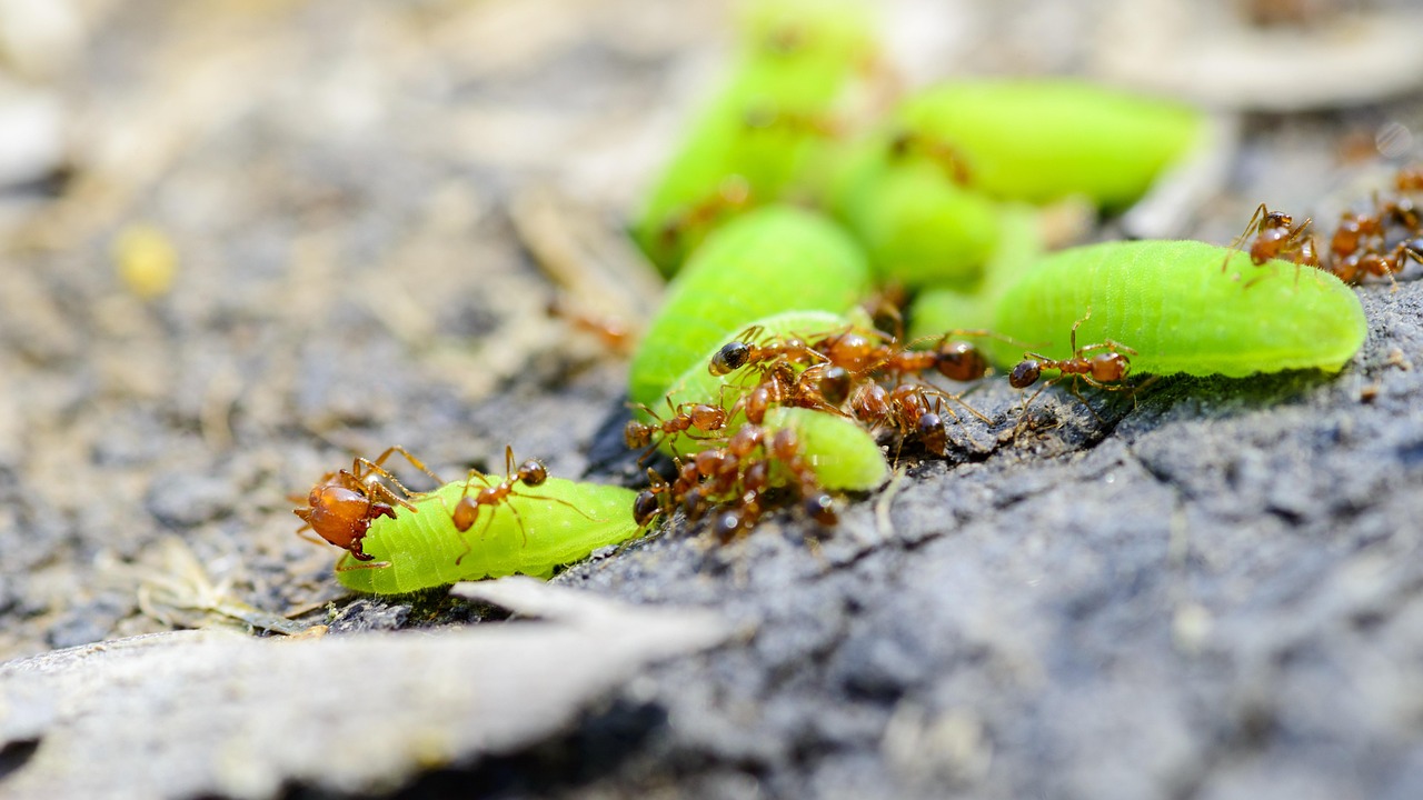 The Geographic Spread of Indoor Fire Ant Problems (image credits: pixabay)