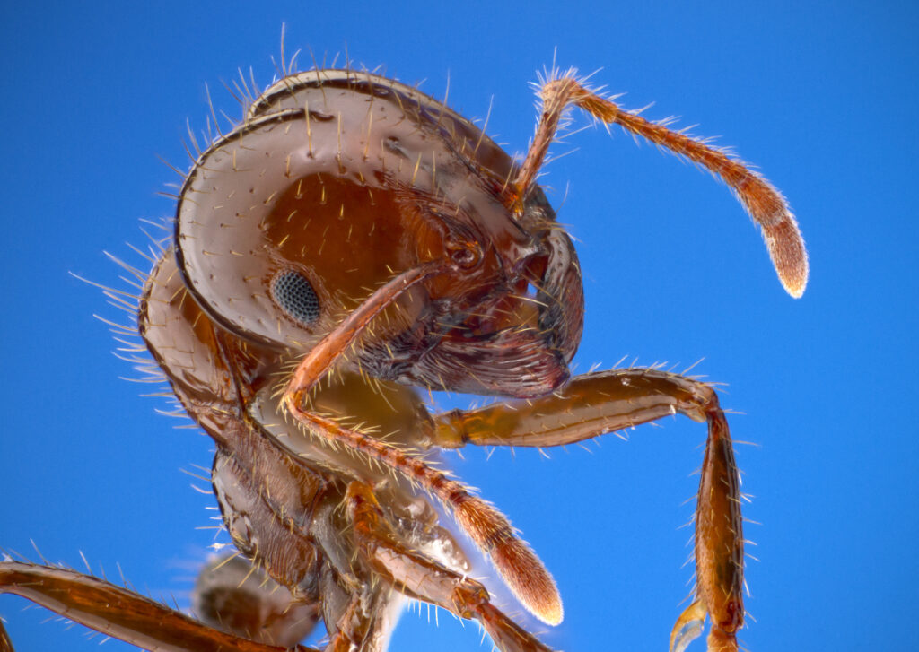 The South's Fire Ant Problem — Even Indoors