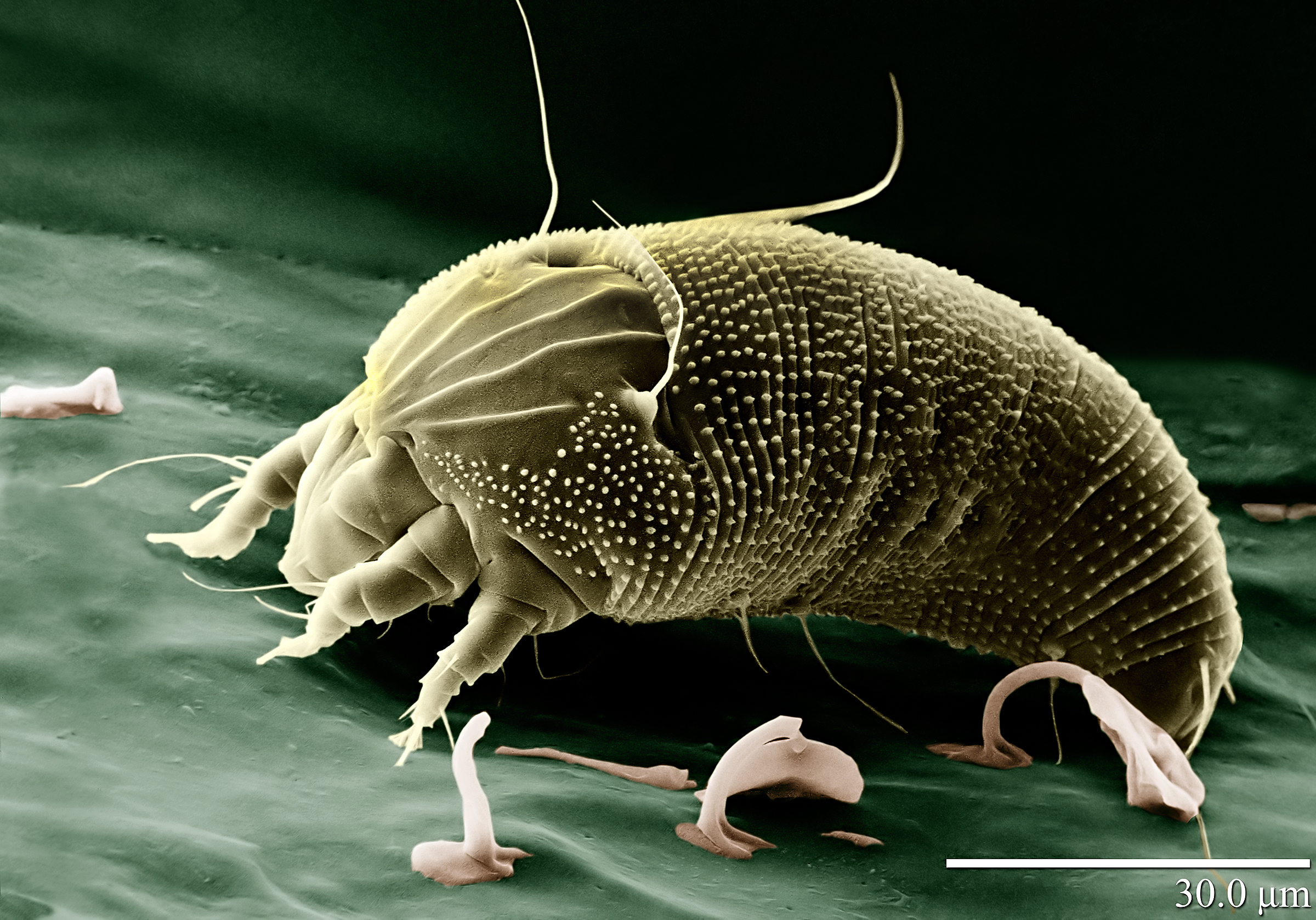 Cheese Mites: The Gourmet Micro-Gourmands (image credits: wikimedia)