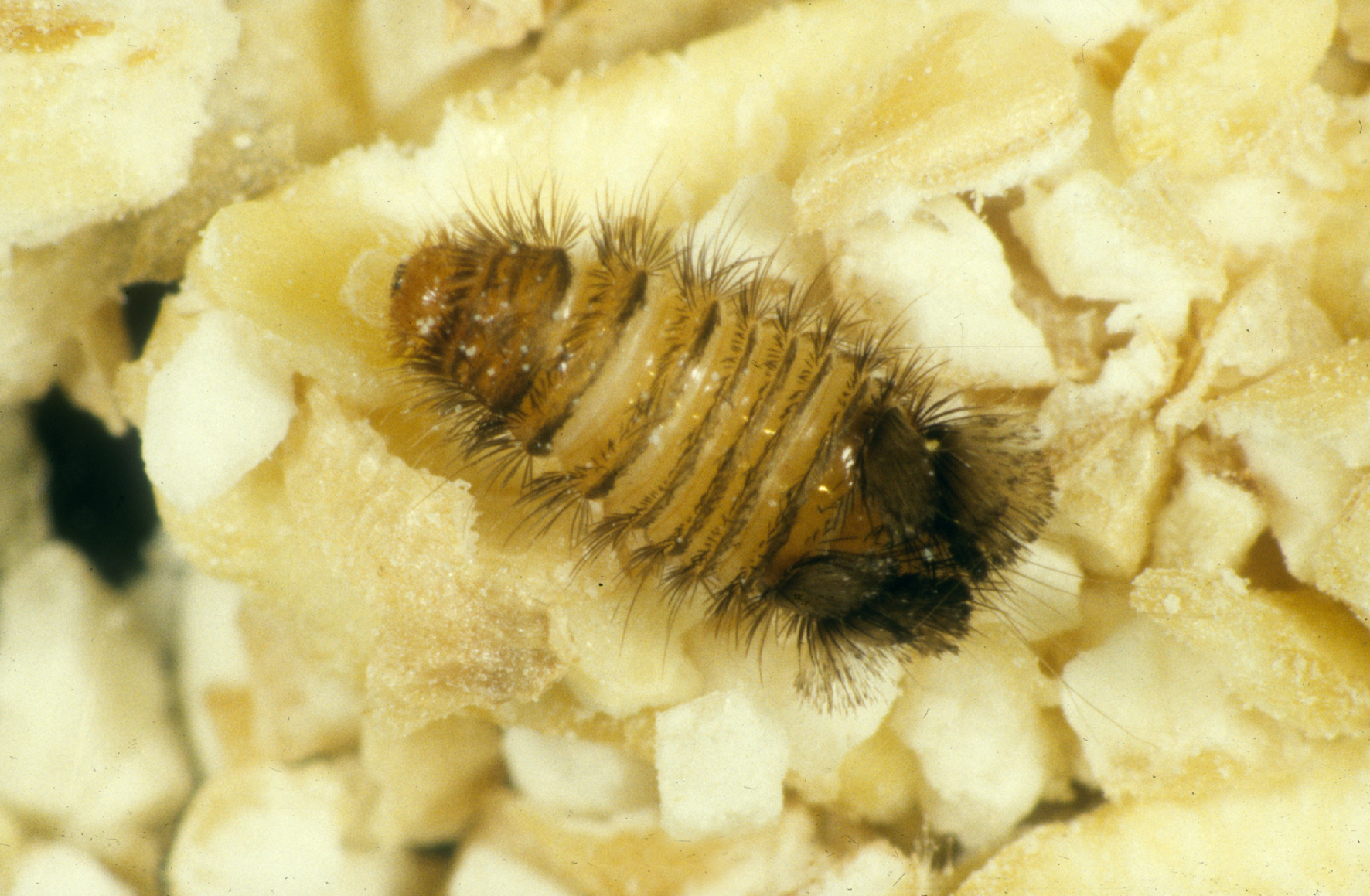 Carpet Beetles: The Fabric-Loving Miniatures (image credits: wikimedia)