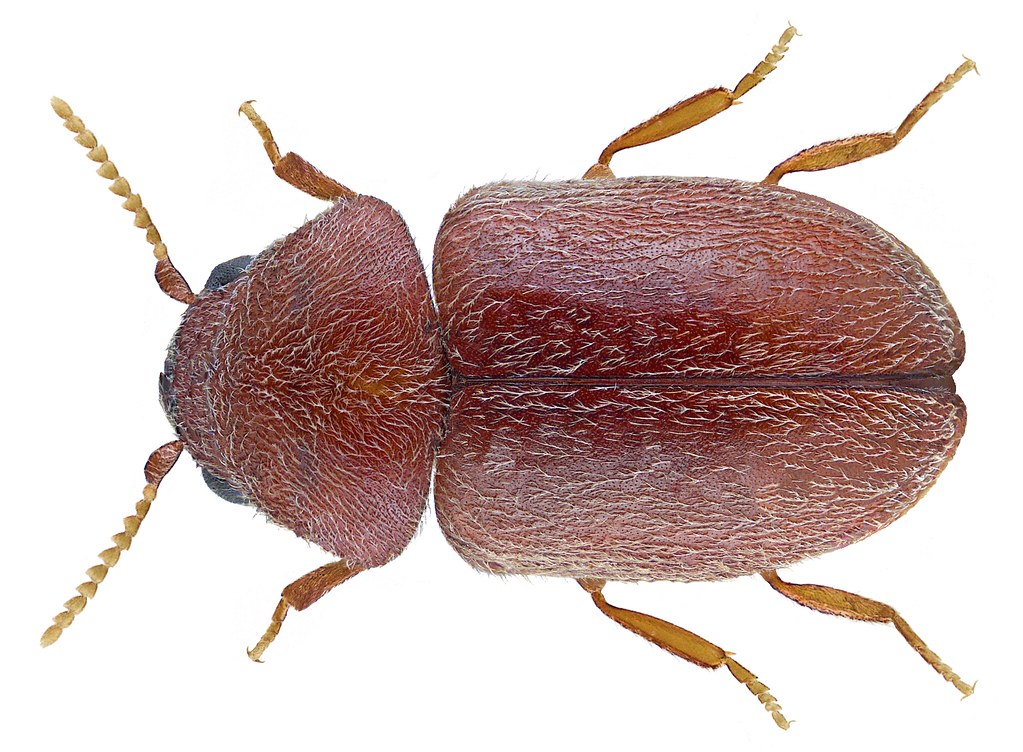 Cigarette Beetles: The Tobacco Terminators (image credits: flickr)