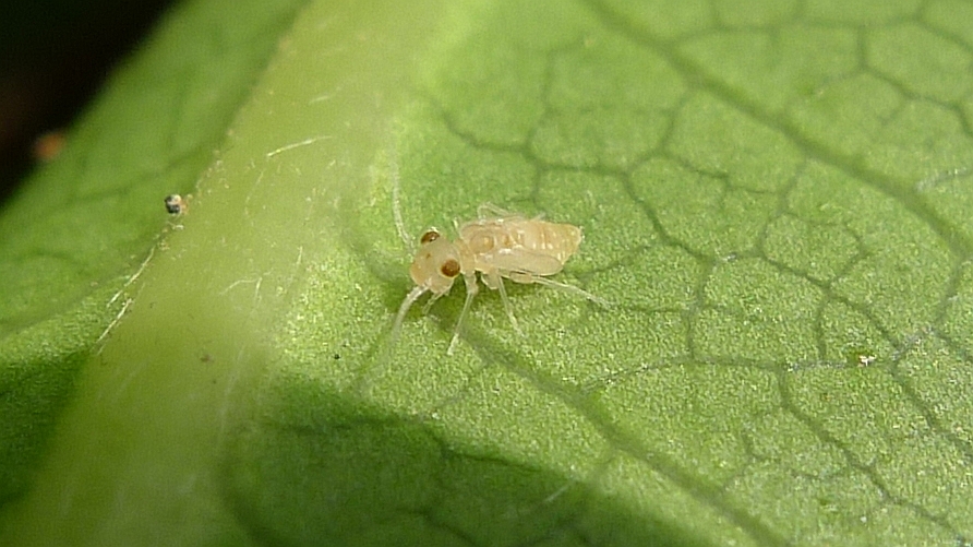 Psocids: The Mold-Munching Microbes (image credits: wikimedia)
