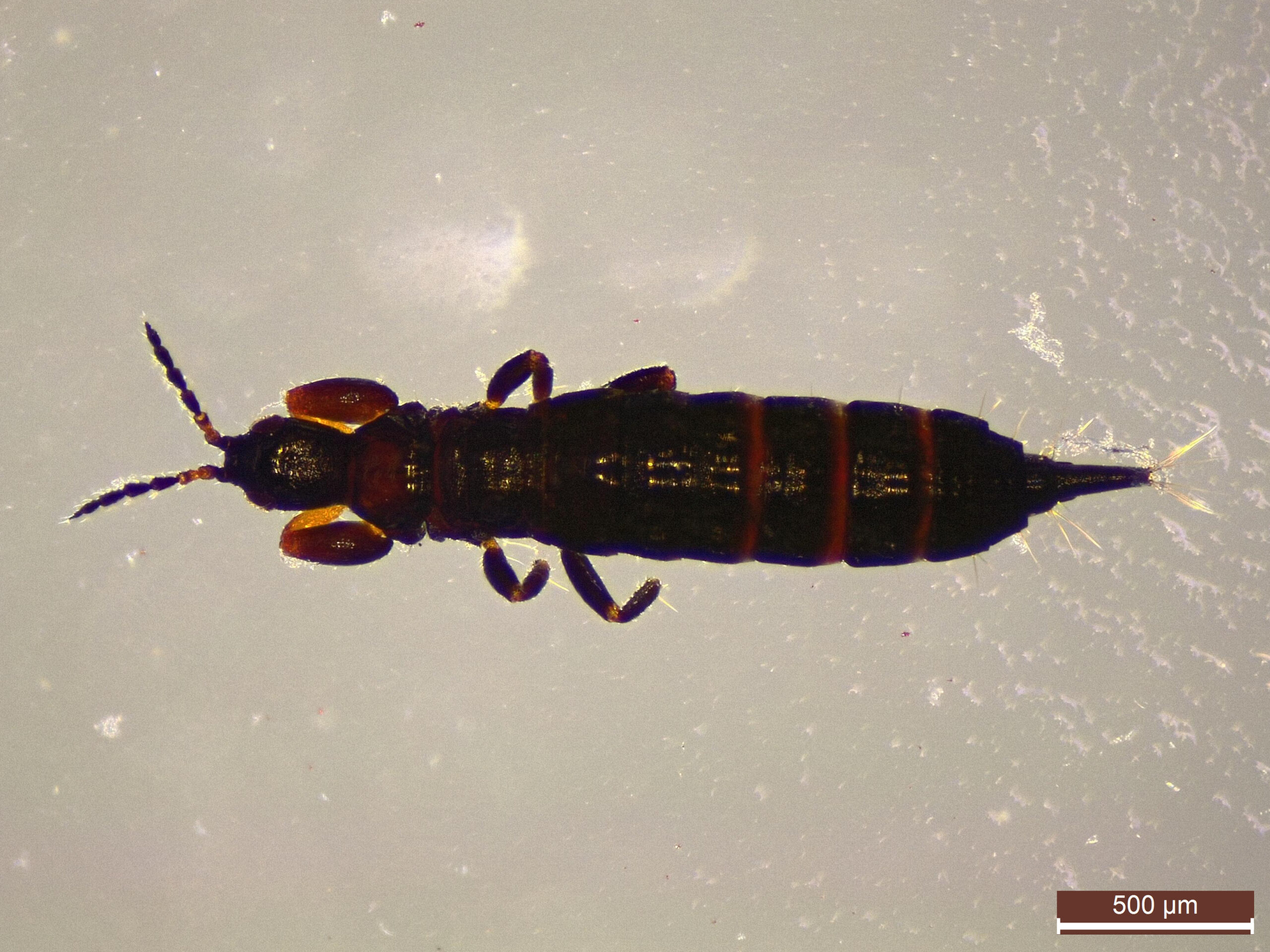 Thrips: The Microscopic Garden Raiders (image credits: wikimedia)