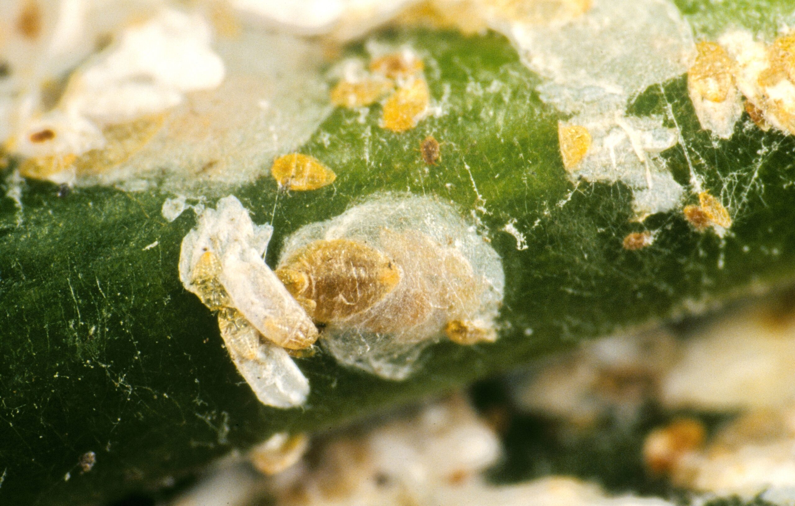 Scale Insects: The Armored Appetite Masters (image credits: wikimedia)