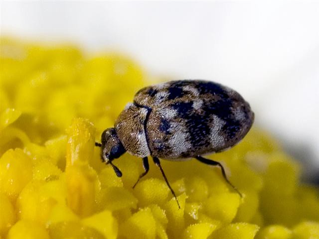 11 Bugs That Are Smaller Than a Breadcrumb — But Just as Hungry