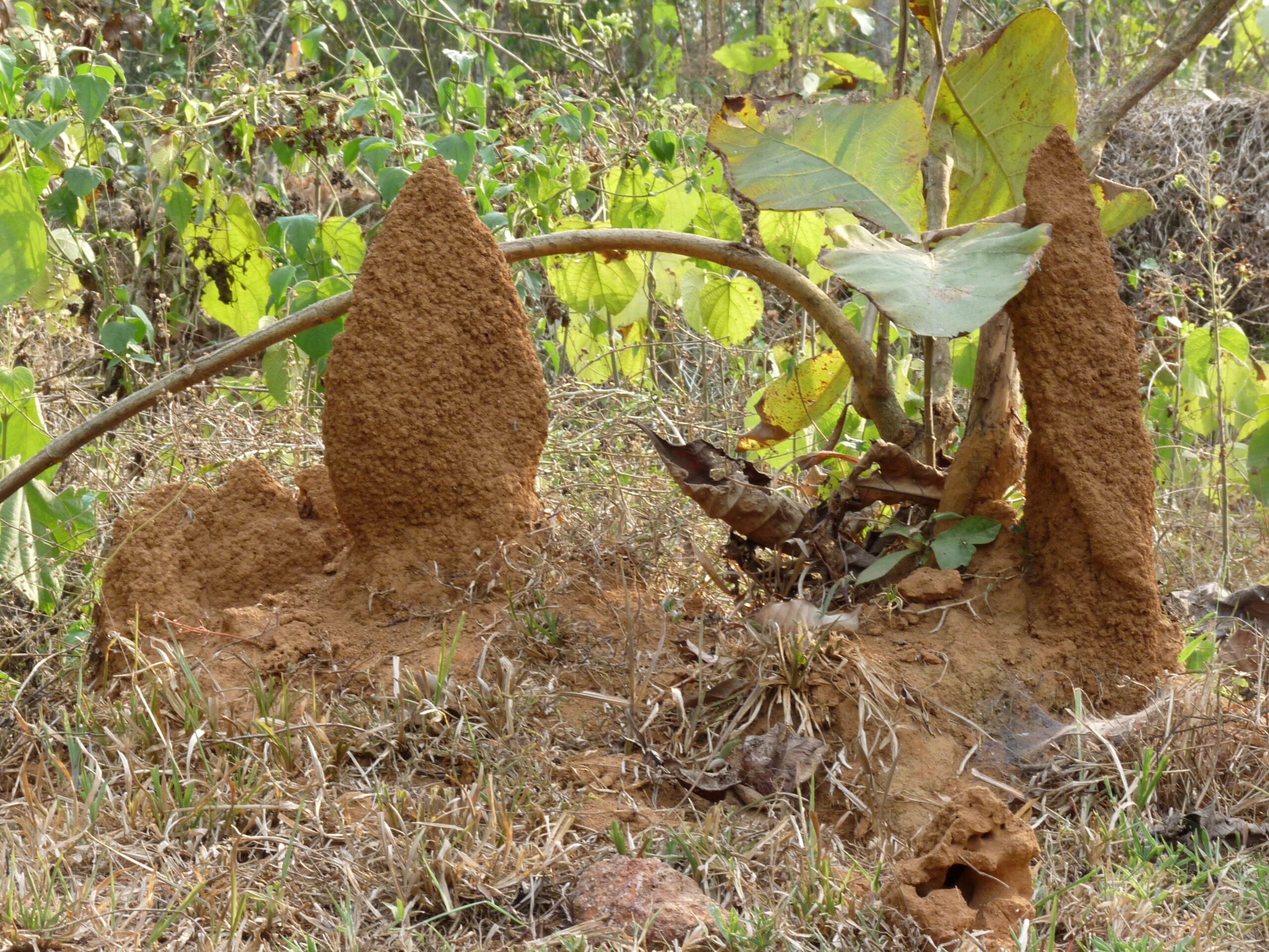 The Colony as a Superorganism (image credits: wikimedia)