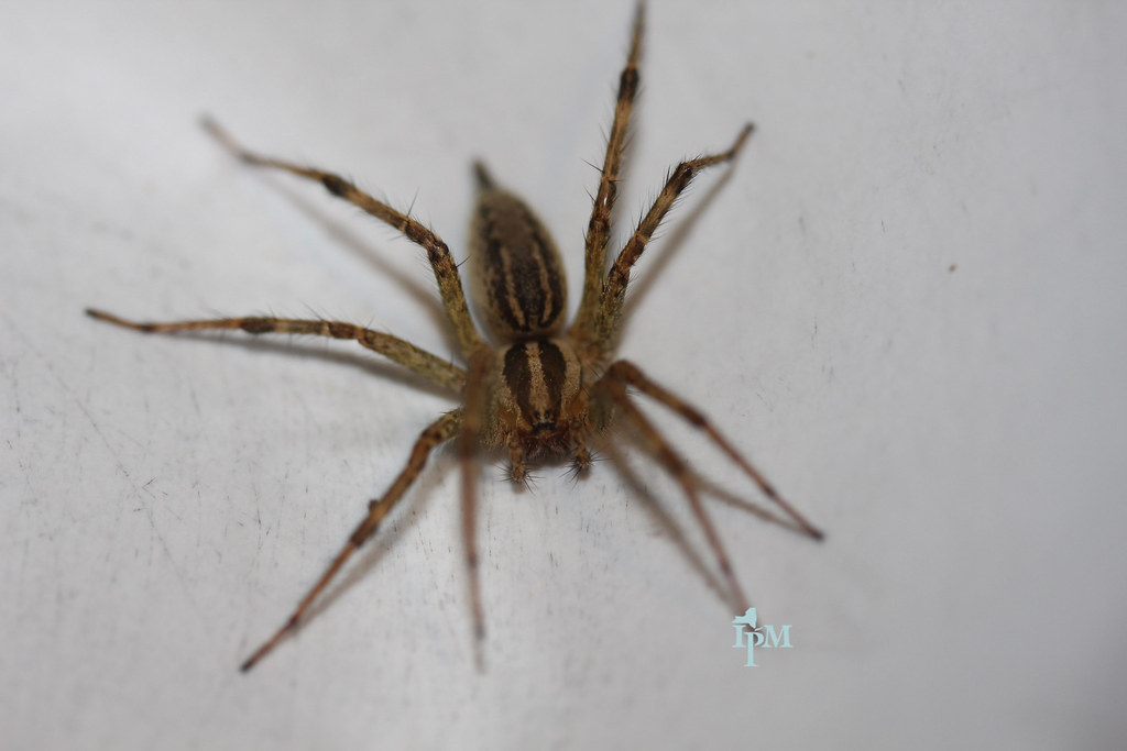 The Journey Begins: From Egg Sac to Hitchhiking Spiderlings (image credits: flickr)