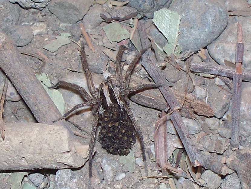 Evolutionary Advantages of This Unique Strategy (image credits: flickr)