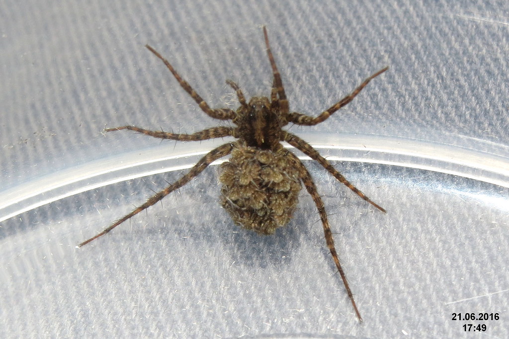 Comparison with Other Arachnid Parenting Strategies (image credits: flickr)