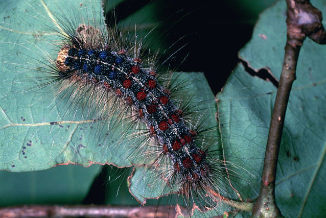 The Longest Growing Season in the Animal Kingdom (image credits: flickr)